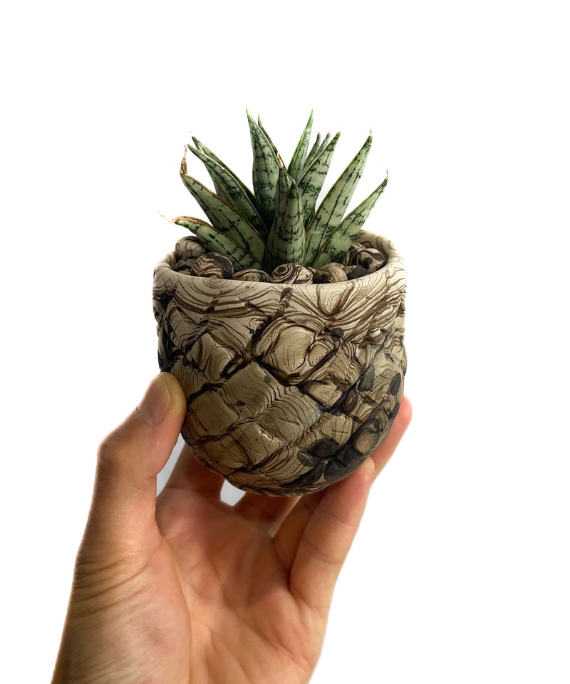 サンセベリア マルガリータ+pmp「Sansevieria Margarita」6/28-87