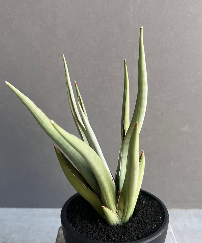 サンスベリア Sansevieria Sandee B サンスベリア Sansevieria Sandee B