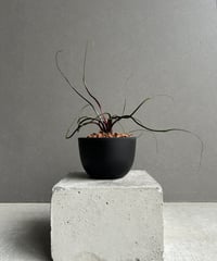 アロカシア ブラック ベルベット ピンク 斑入 「Alocasia Black