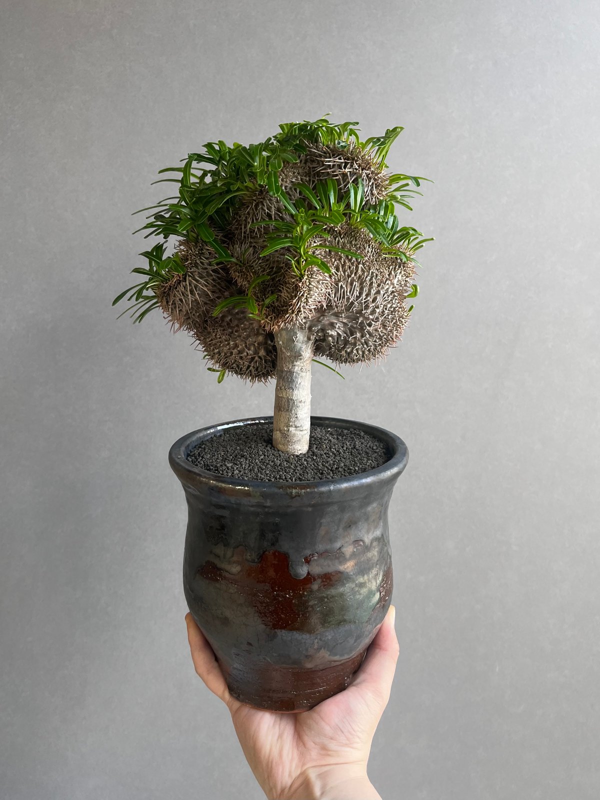 パキポディウム ラメリー 綴化 +YON-HACHI (Masaki Tomabechi)