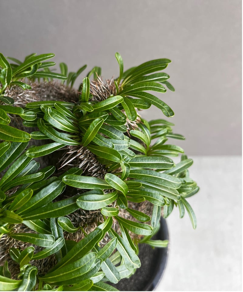 パキポディウム ラメリー 綴化 +YON-HACHI (Masaki Tomabechi)