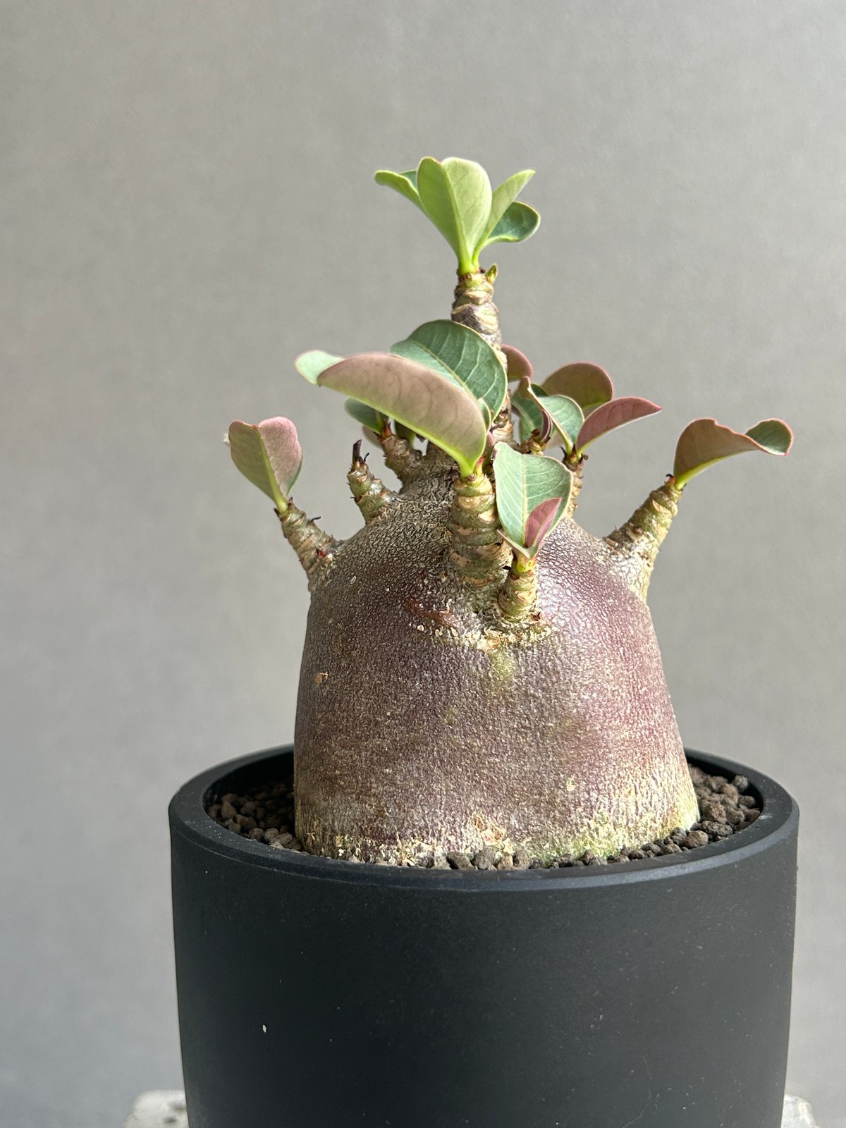 アデニウム アラビカム スーパー ドワーフ “ブラック” 「Adenium