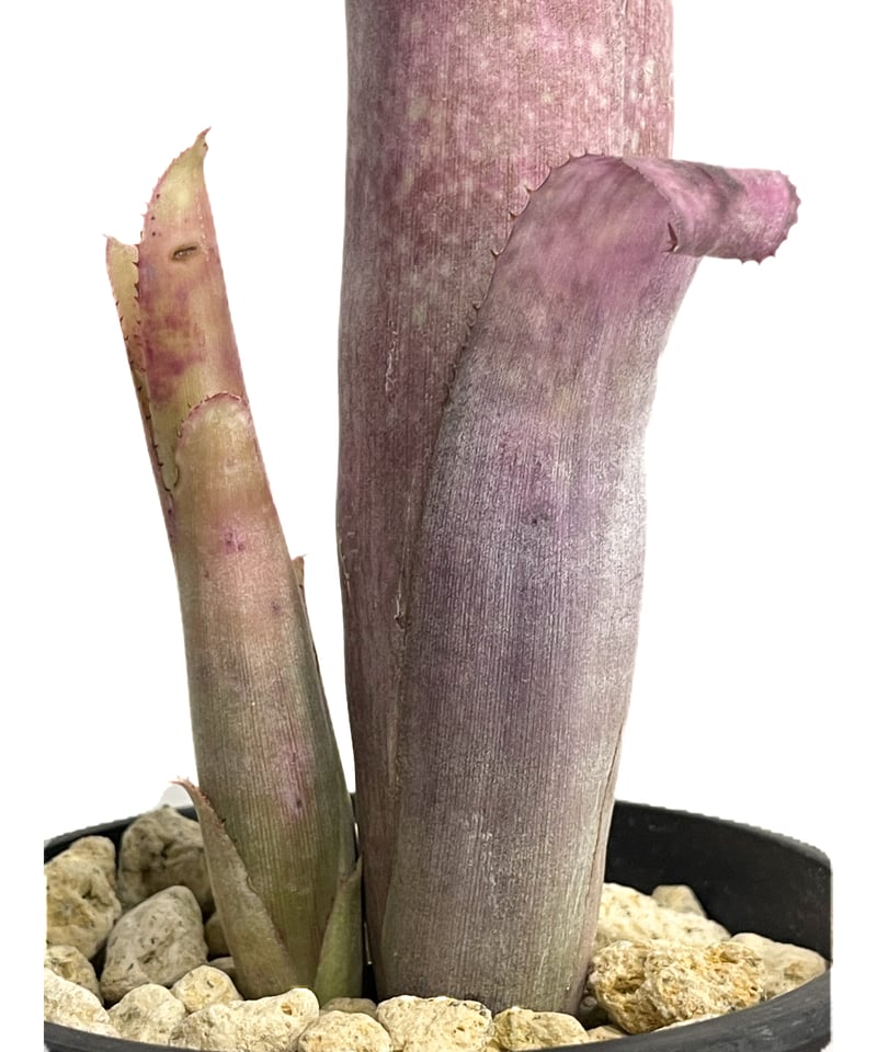 ビルベルギア ストロベリー ロゼア ハイブリッド「 Billbergia
