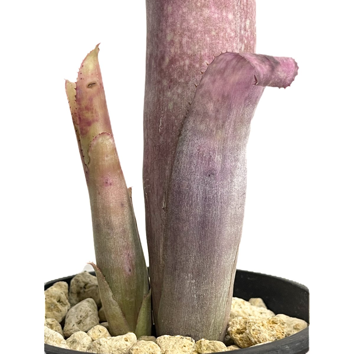 ビルベルギア ストロベリー ロゼア ハイブリッド「 Billbergia