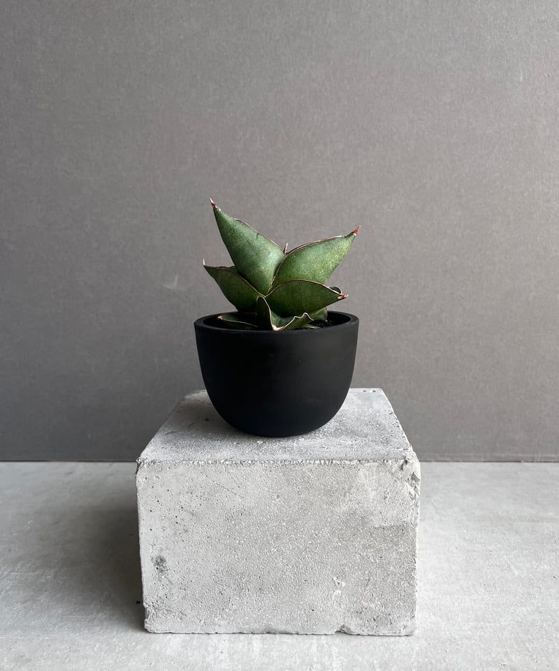 サンセベリア オペラ ハウス 「Sansevieria Opera House 」96A |