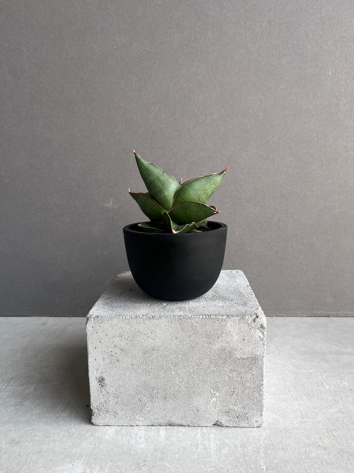 サンセベリア オペラ ハウス 「Sansevieria Opera House 」96A |