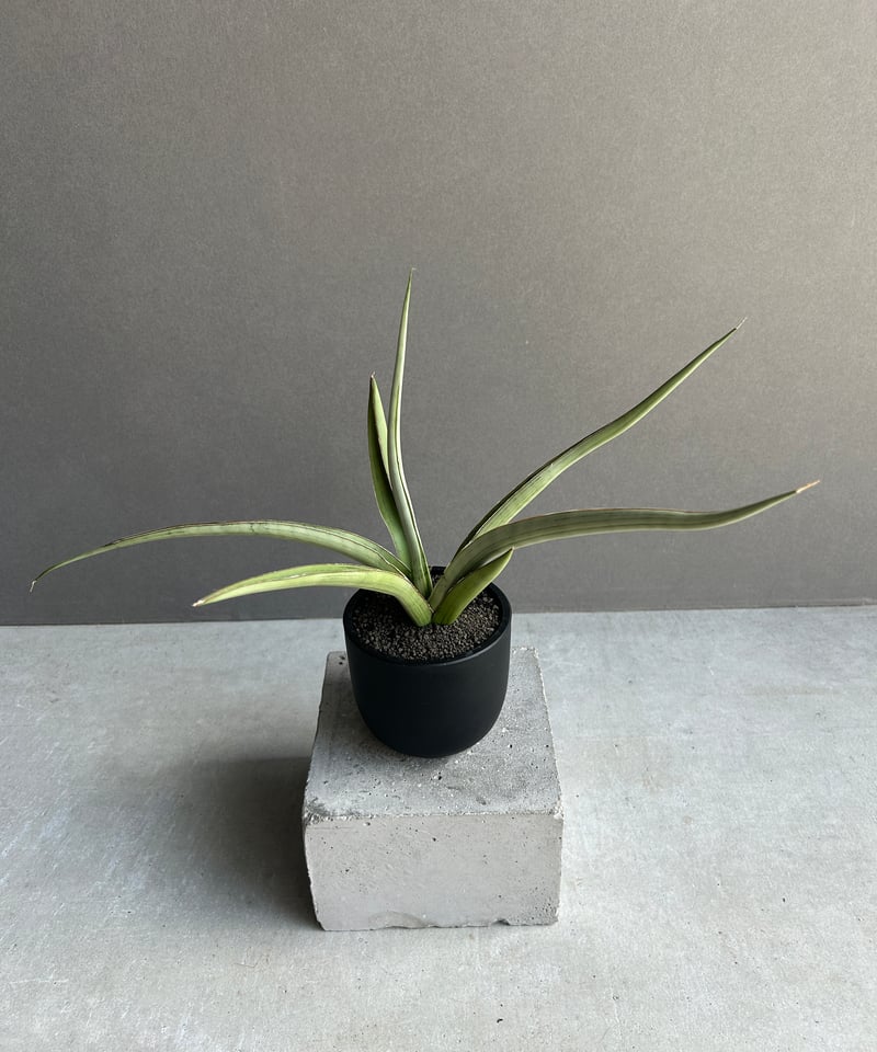EMP サンセベリア Sir Ray ong / 最後がイメージ SA349 サンセベリア レディ メイ「Sansevieria Lady May」99I | SHOUCH