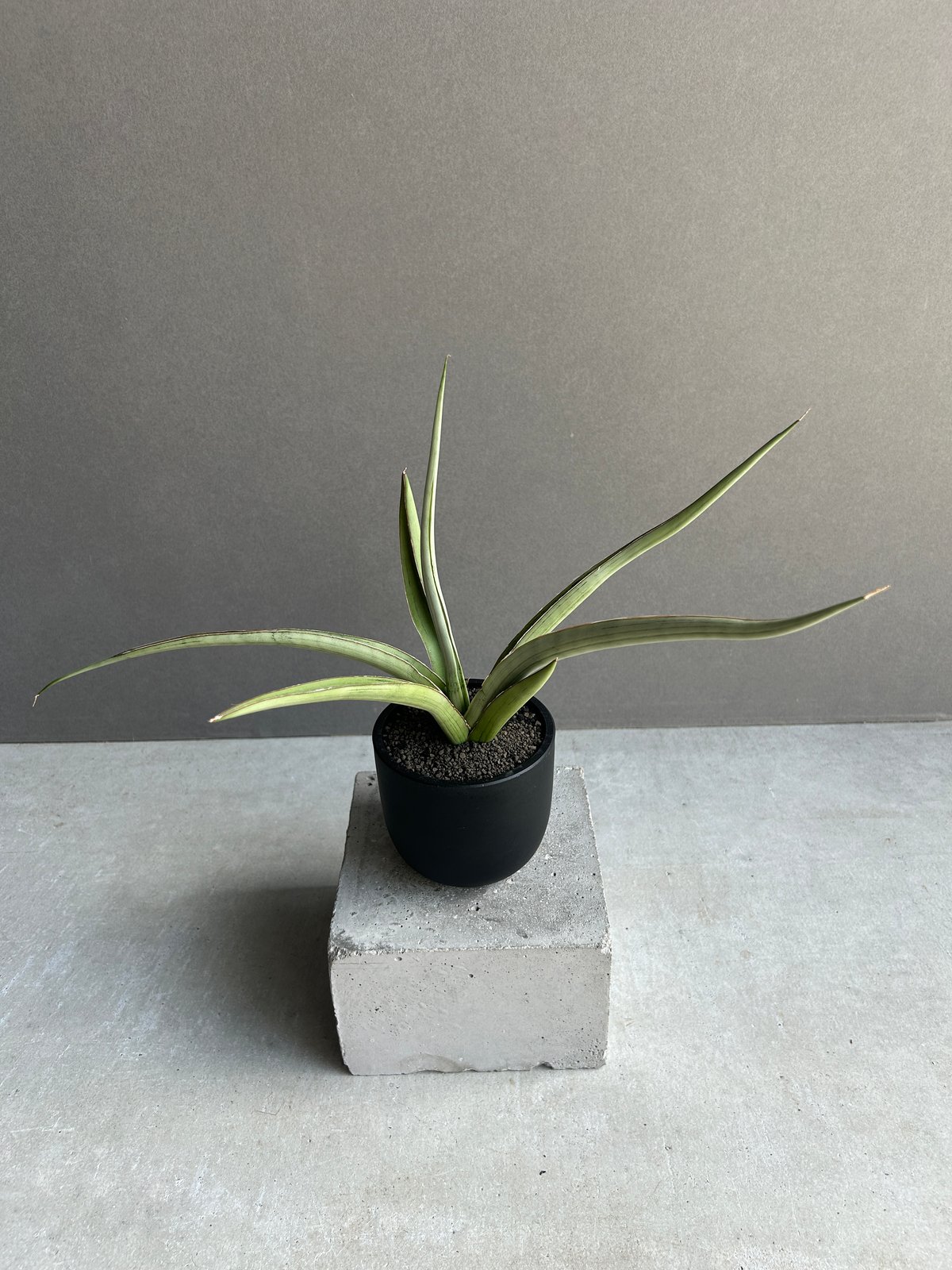 サンセベリア レディ メイ「Sansevieria Lady May」99I | SHOUCH