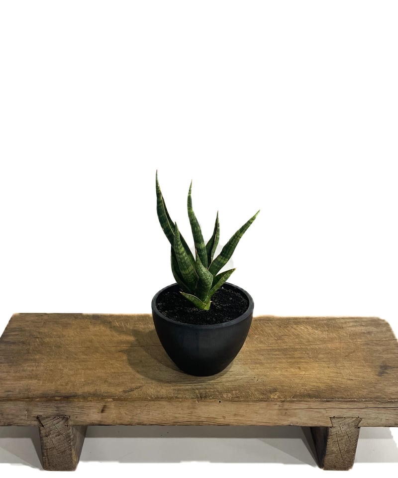 サンセベリア カミナリ「Sansevieria KAMINARI “雷”」64D-1 | SH