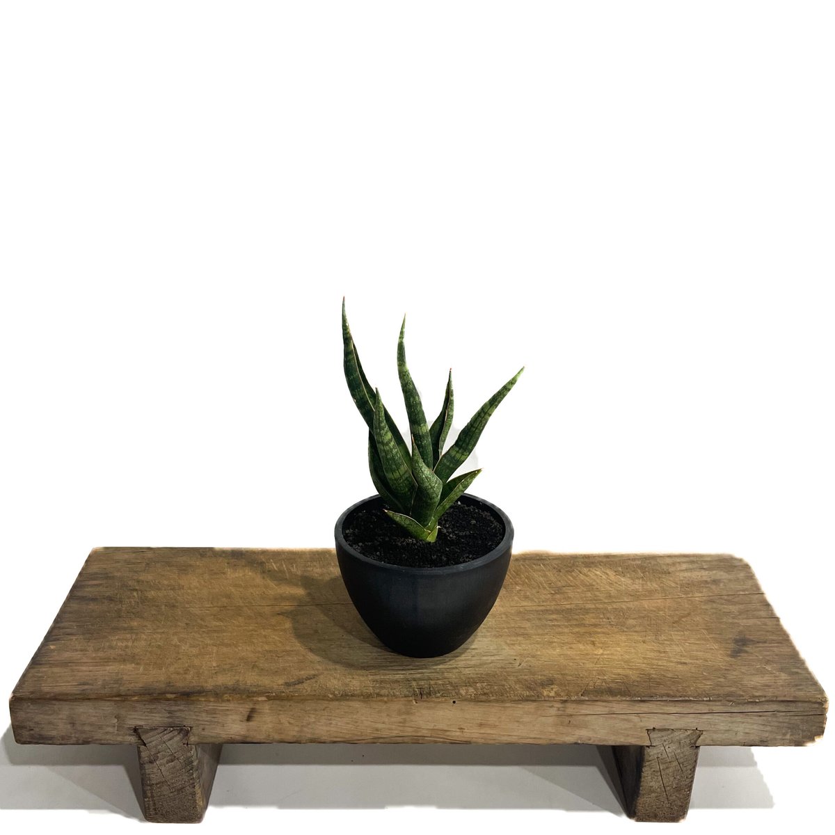 サンセベリア カミナリ「Sansevieria KAMINARI “雷”」64D-1 | SH