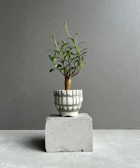 CATEGORY Plants | SHOUCHIKUEN