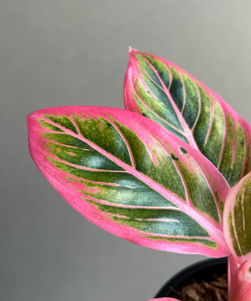 アグラオネマ ロータス デライト 「Aglaonema Lotus Delight」81L |