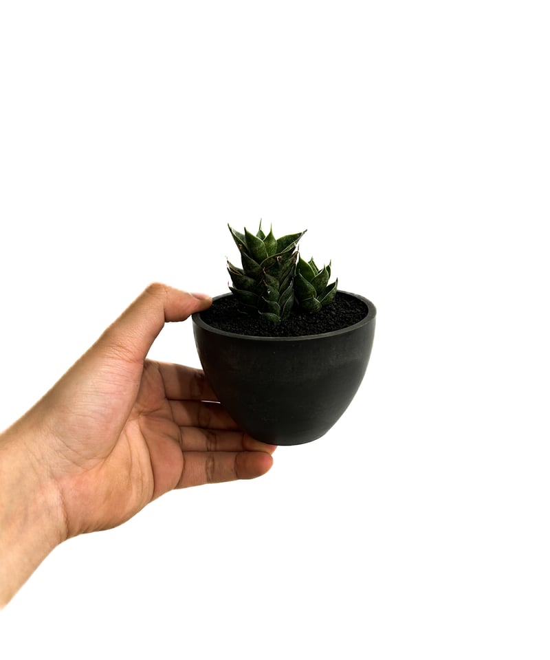 サンセベリア ブラック アンツ「Sansevieria Black Ant」4/13-328