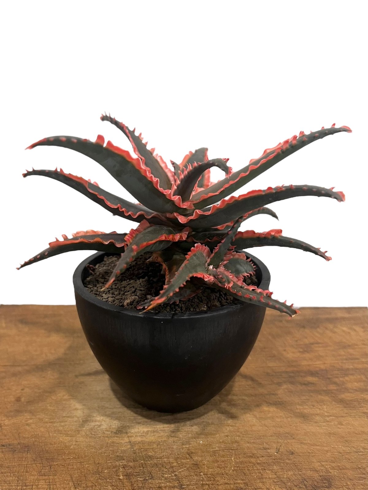 アロエ ハイブリッド “選抜個体” 「Aloe Hybrid “Select アロエ ハイブリッド “選抜個体” 「Aloe Hybrid “Select