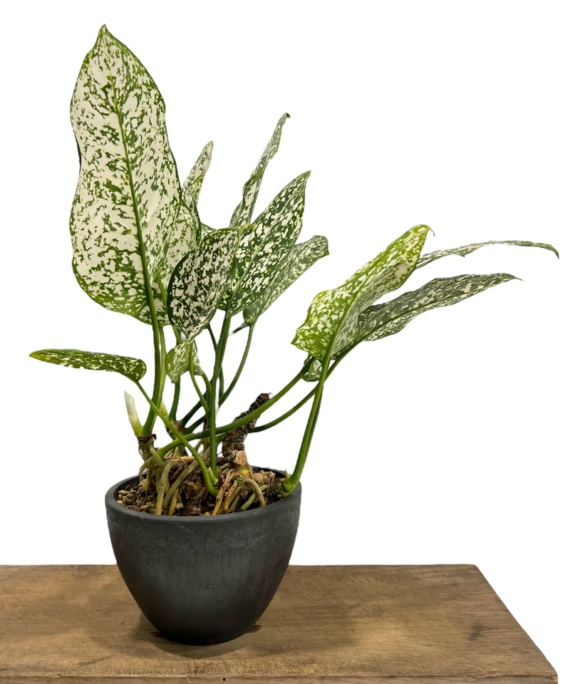 アグラオネマ spp. 「Aglaonema spp.」75K | SHOUCHIKUEN