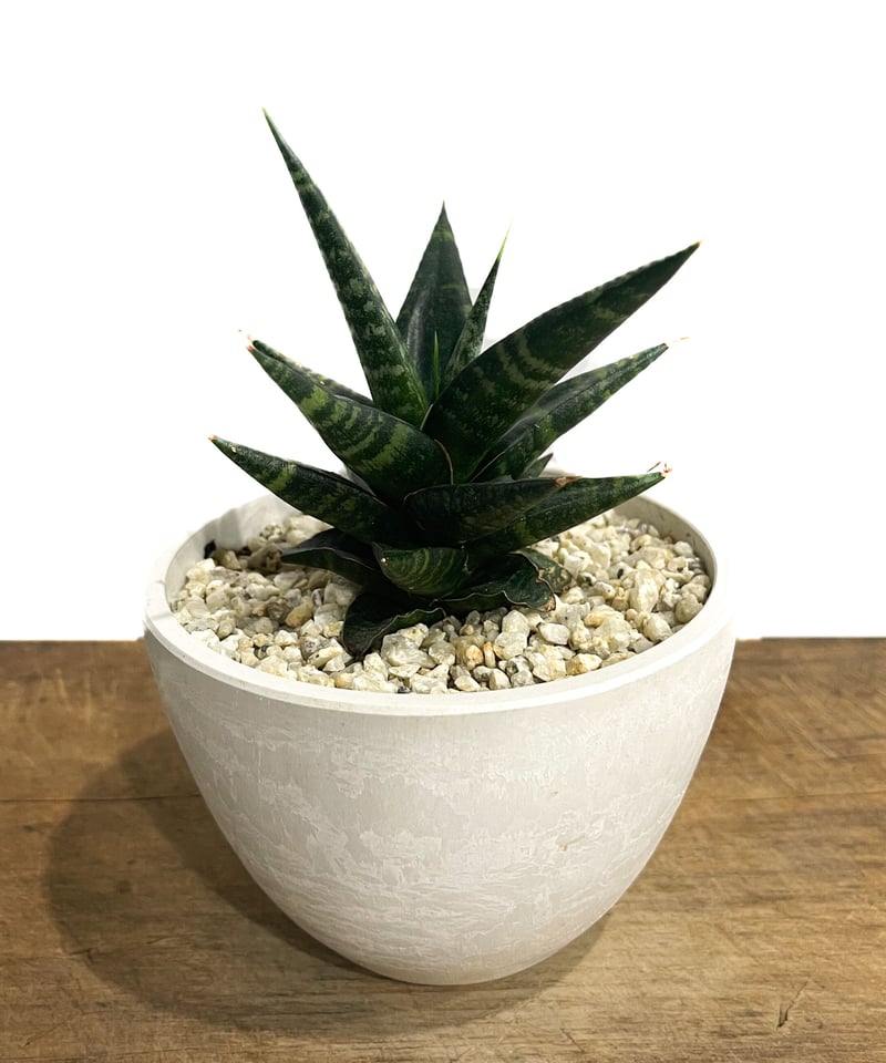 フラム・サンドリア シークレット バトルスピリッツ】シークレット)[10thディーバの四魔女]フラム