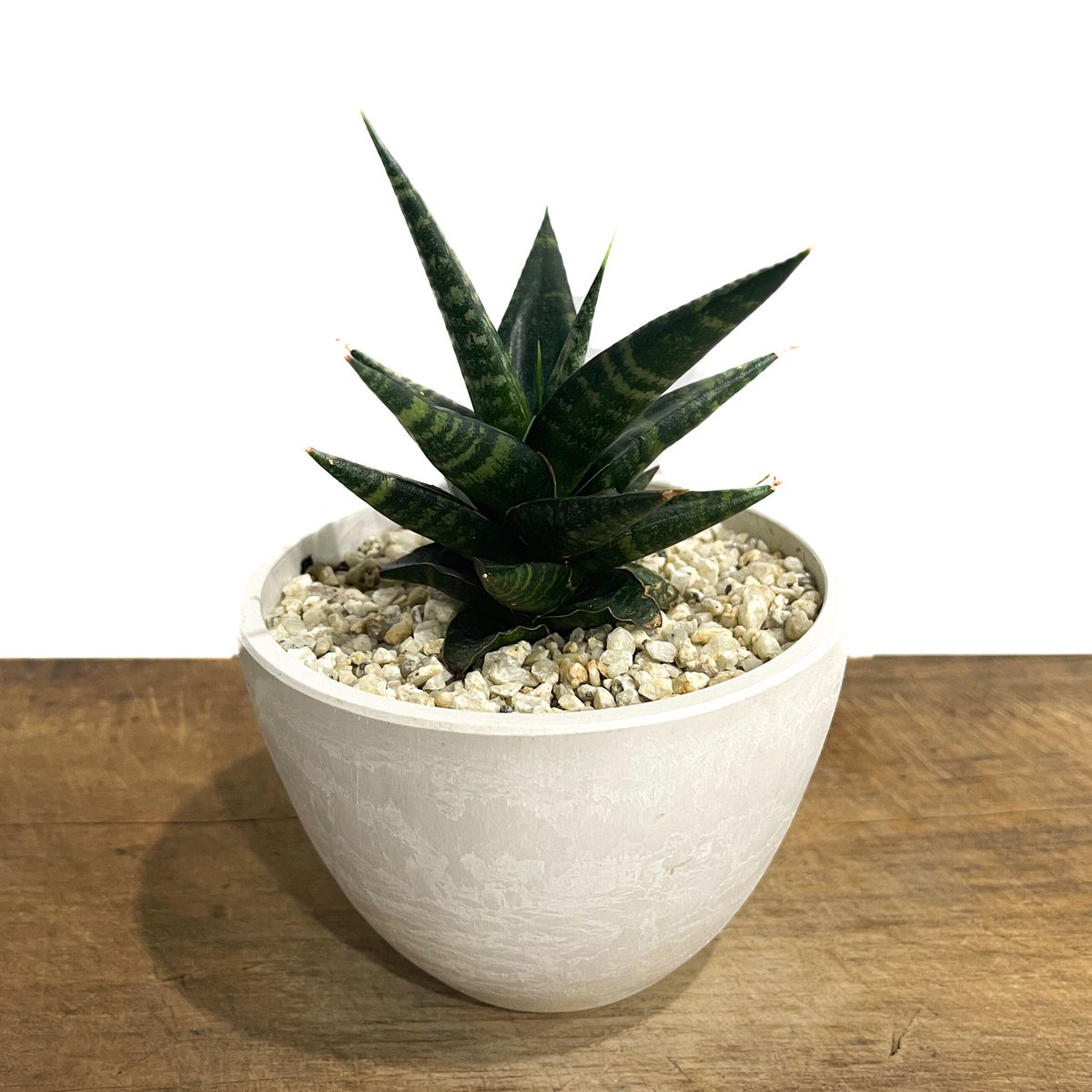 サンセベリア ブラック ダイヤモンド「Sansevieria Black
