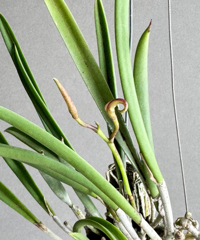 ブラッサボラ ノドサ (アンマン x スーザン フークス) 「Brassavola