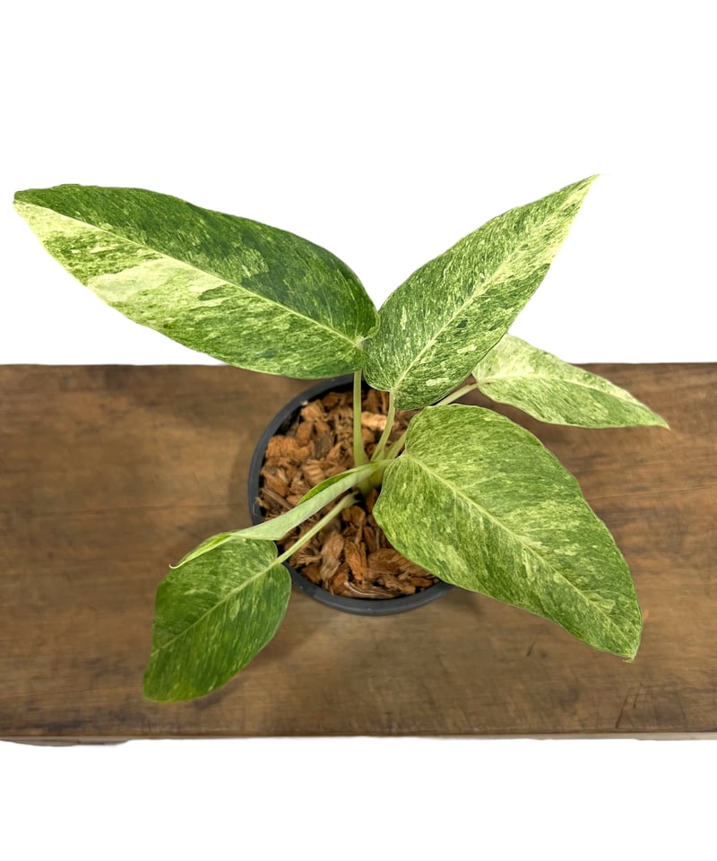 Borneoa gampsospadix スキスマグロッティスMIDOLLICA Borneoa gampsospadix スキスマグロッティスMIDOLLICA Borneoa