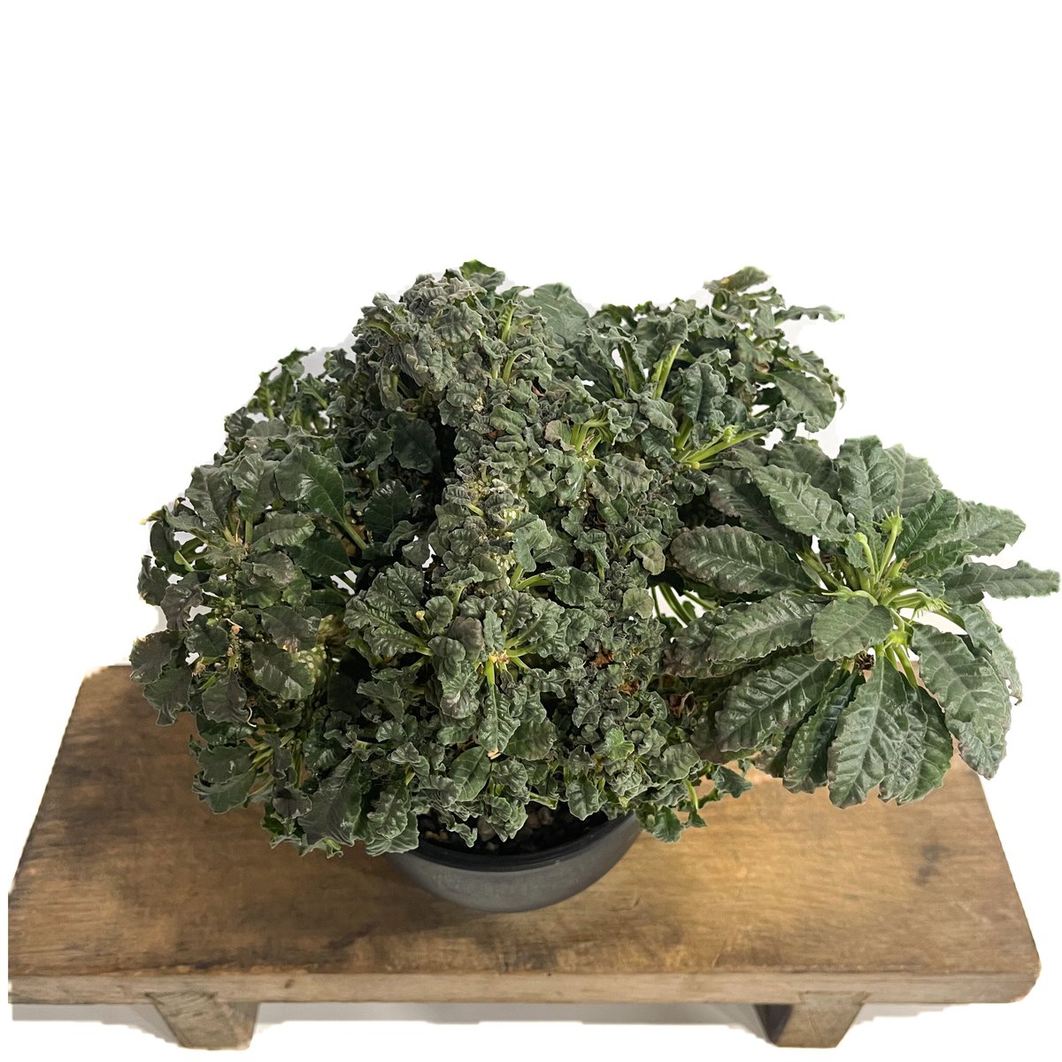 ドルステニア ラブラニー x フォエチダ 綴化「Dorstenia lavrani x foe