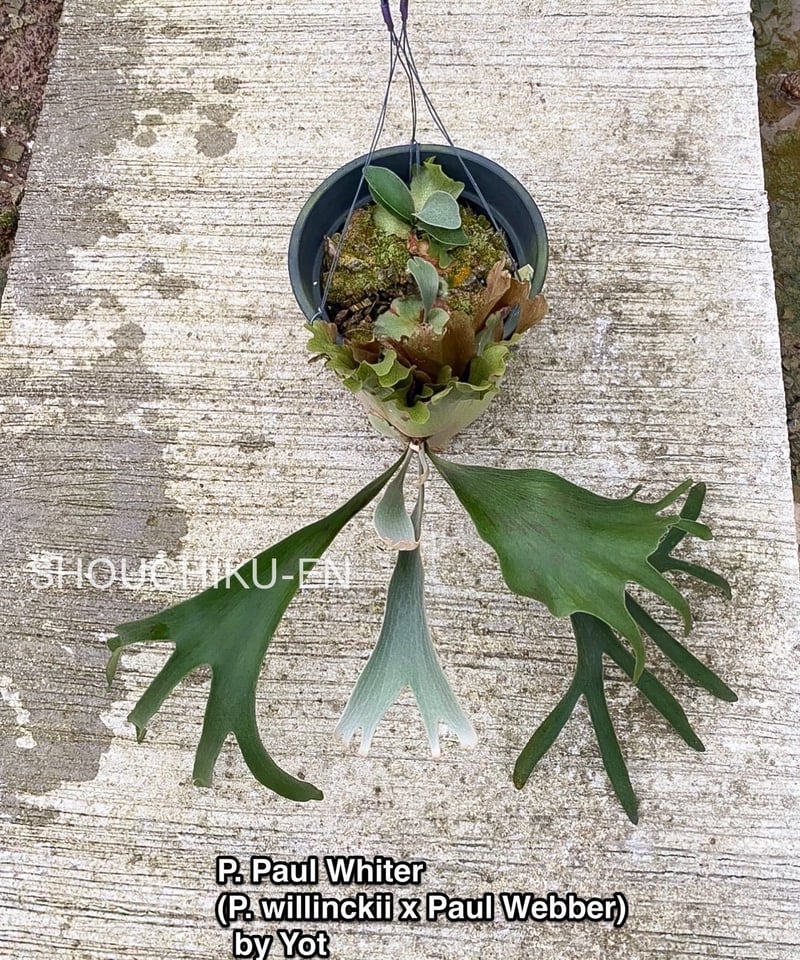 ビカクシダ Platycerum Paulwespa 希少株 ビカクシダ Platycerum