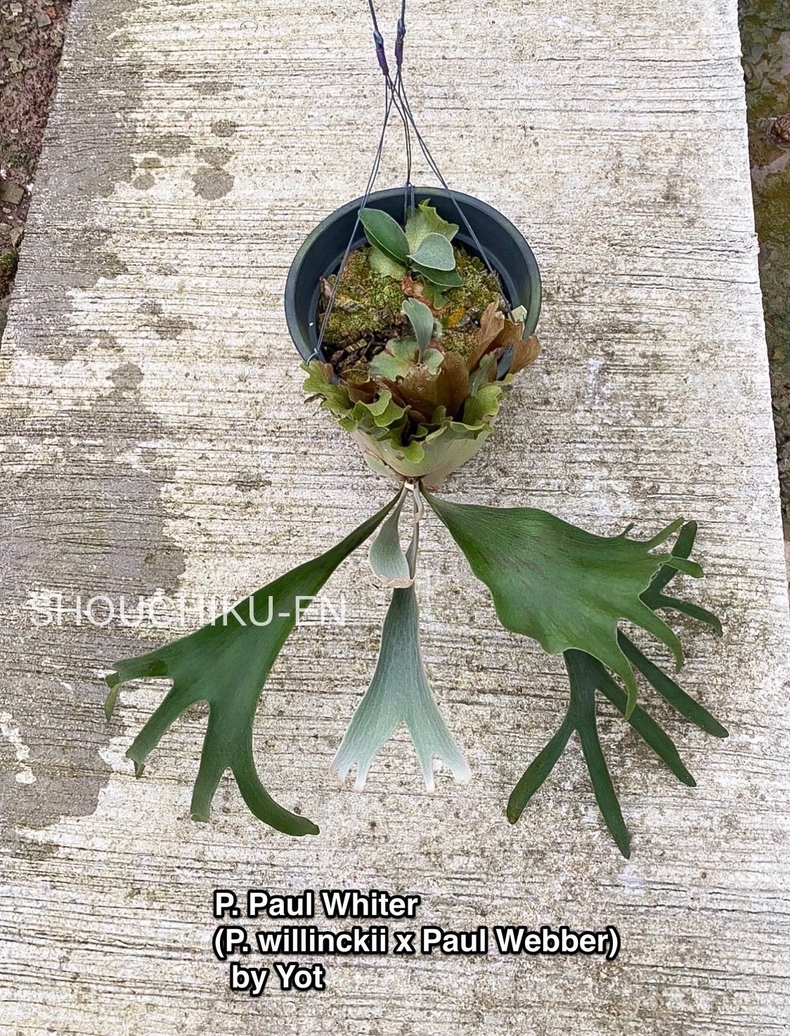 P. Paul whiter (OC) ビカクシダ P. Paul whiter (OC) ビカクシダ