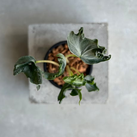 アロカシア | STORES