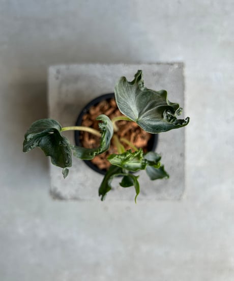 CATEGORY Plants | SHOUCHIKUEN