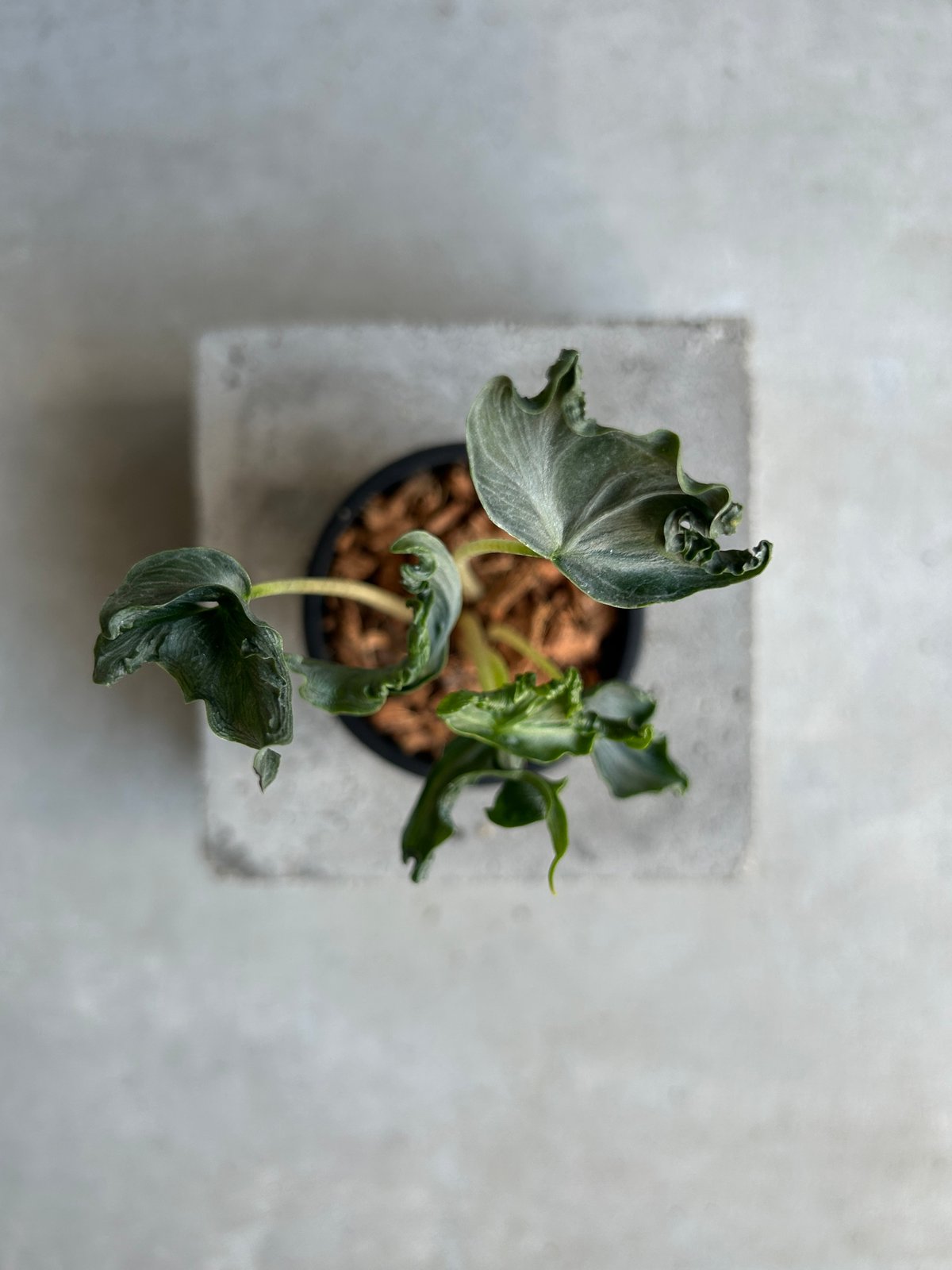 アロカシア ホーリー グレイル “ドワーフ”「Alocasia Holy Grail “ Dw