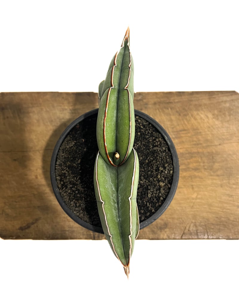 サンセベリア エーレンベルギー バナナ 「Sansevieria サンセベリア エーレンベルギー バナナ 「Sansevieria