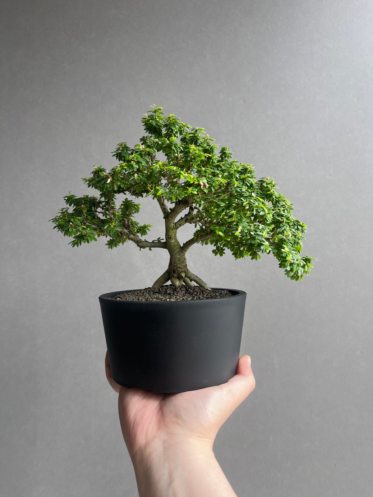 うち” 盆栽 「“UCHI” BONSAI 」64A | SHOUCHIKUEN