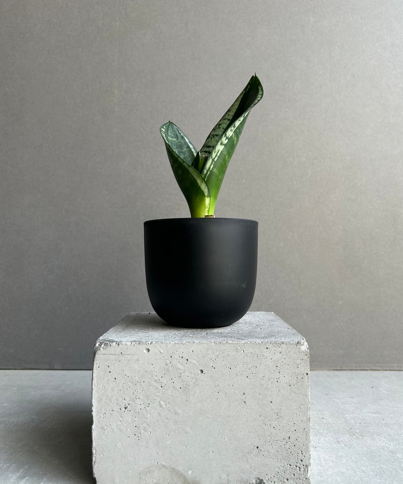 サンセベリア シルバー フレーム「Sansevieria Silver Flame 」91L