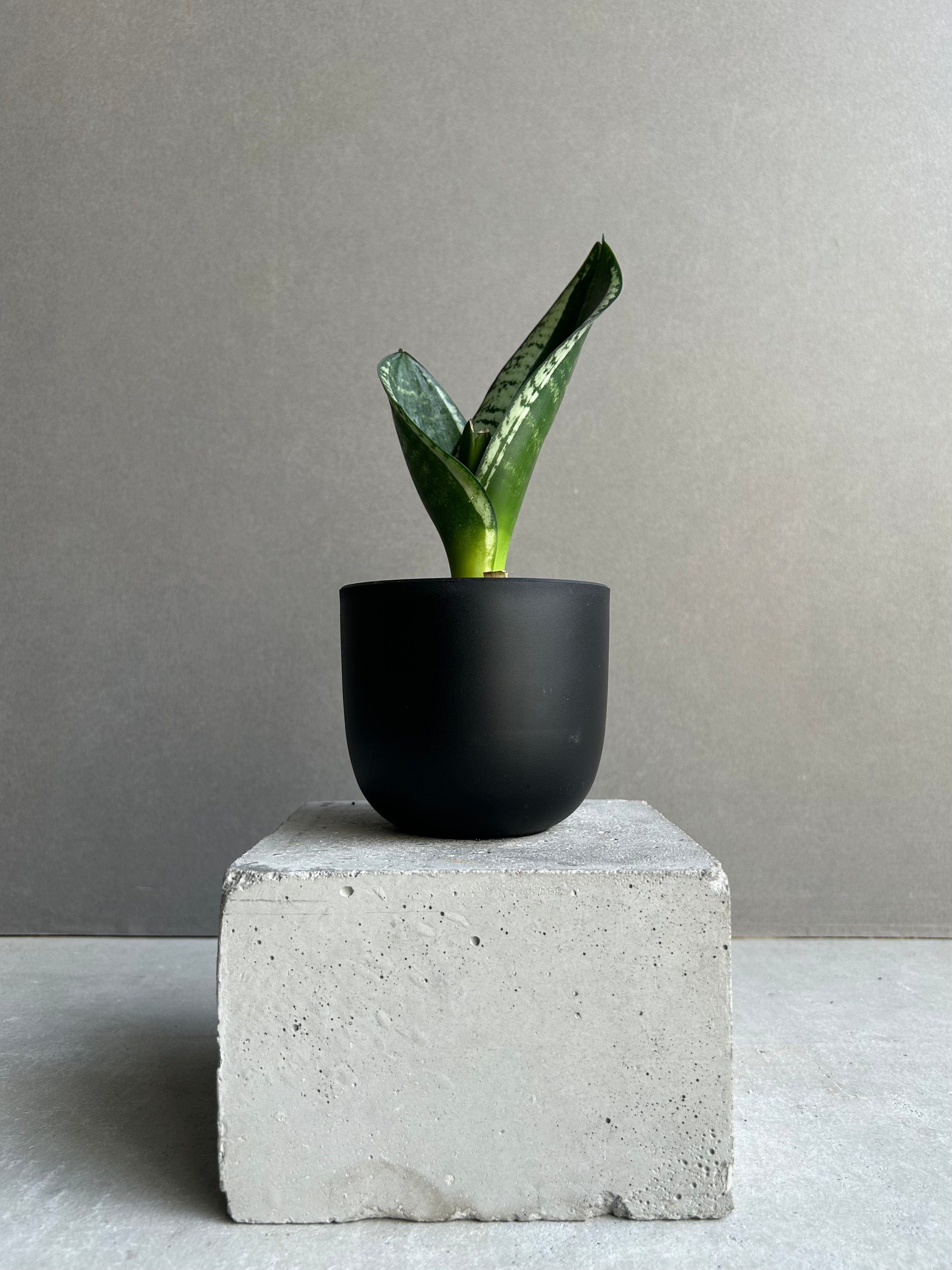 サンセベリア シルバー フレーム「Sansevieria Silver Flame 」91L