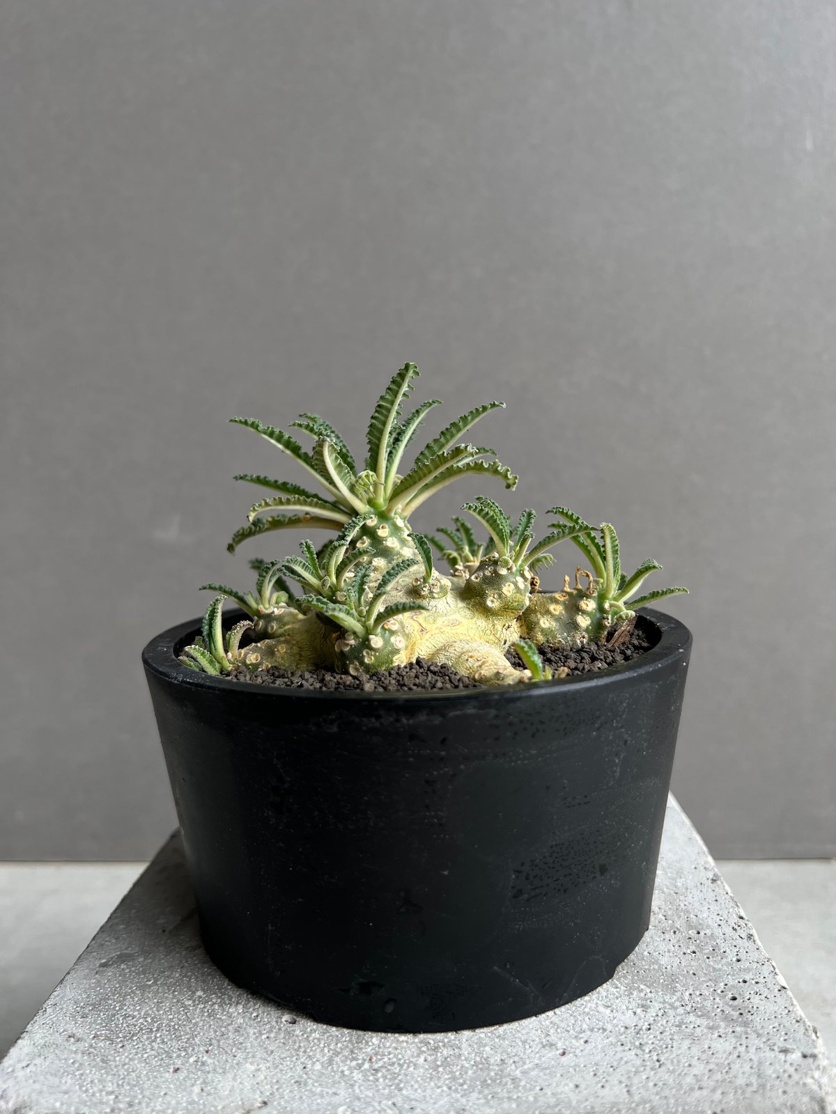 ドルステニア ラブラニー(多頭タイプ) 実生苗 「Dorstenia lavrani seed