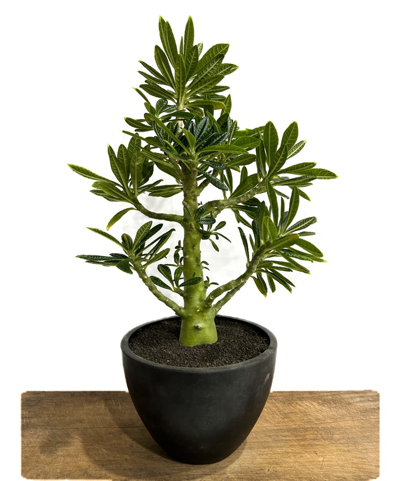 ドルステニア ギガス「Dorstenia gigas」5/12-488 | SHOUCHIKUEN