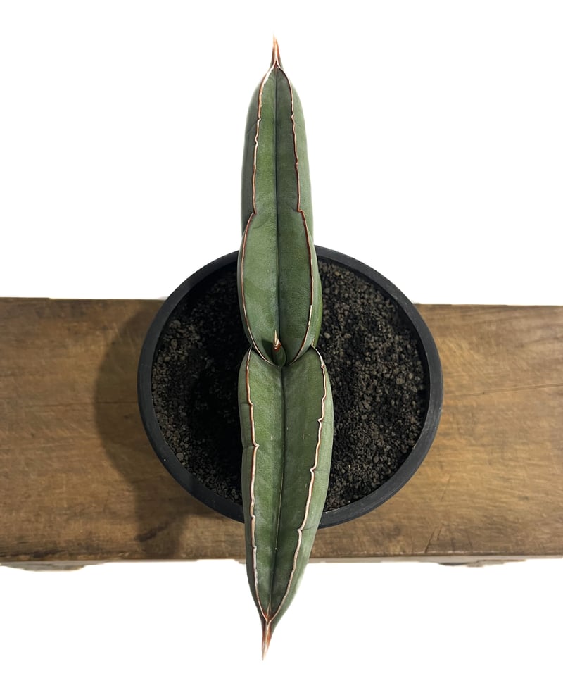 サンセベリア エーレンベルギー バナナ 「Sansevieria ehrenbergii Ba