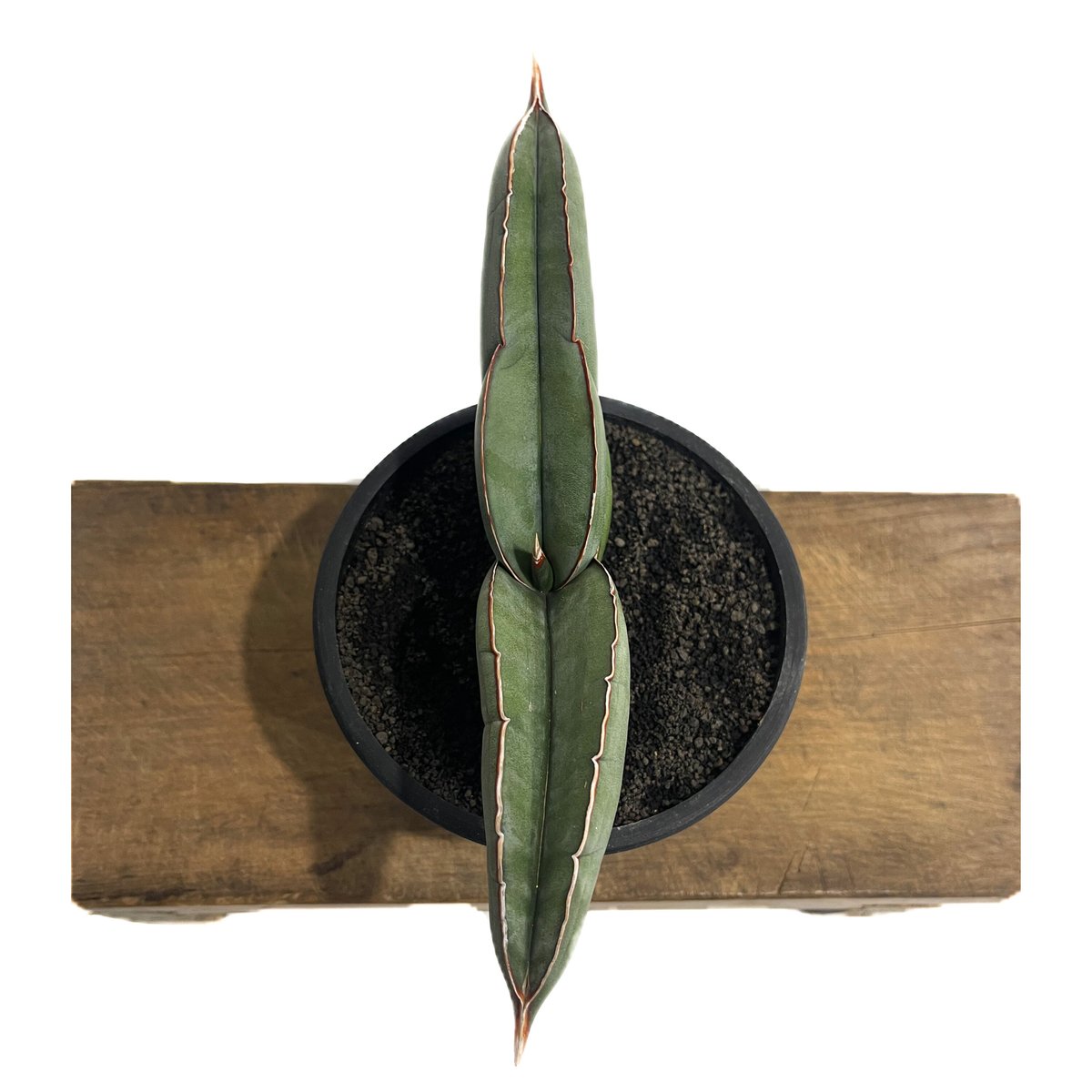 【〜9/22迄特価】コレクション株】サンスベリア エーレンベルギー バナナ 斑入 9/22迄特価】コレクション株】サンスベリア エーレンベルギー