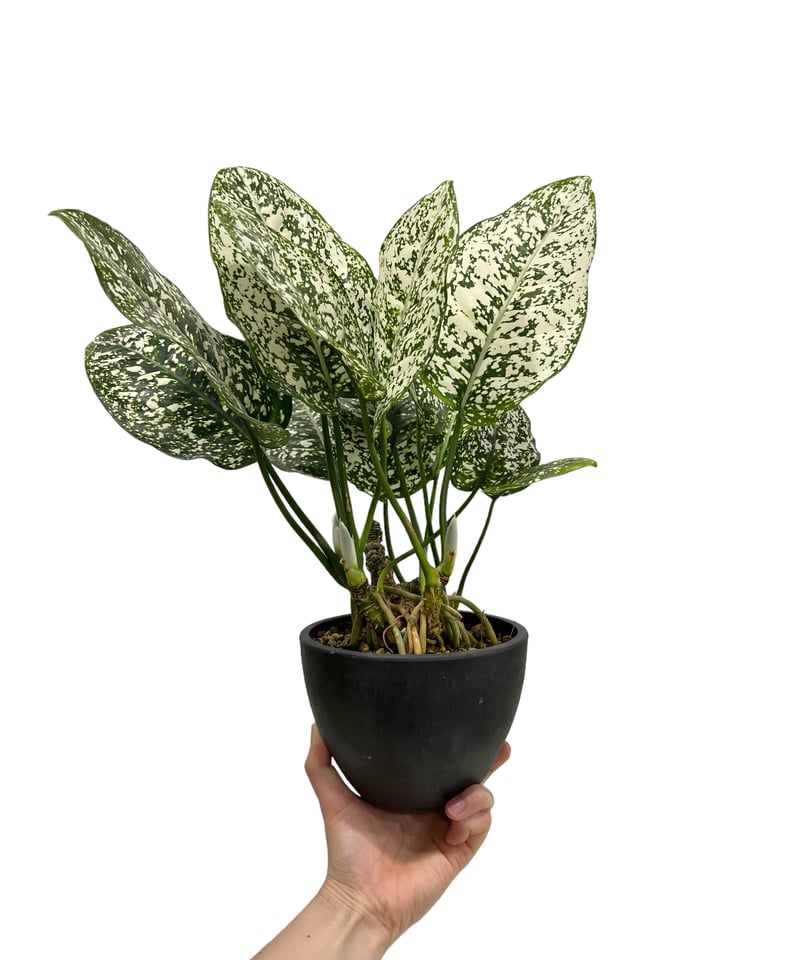 アグラオネマ spp. 「Aglaonema spp.」75K | SHOUCHIKUEN