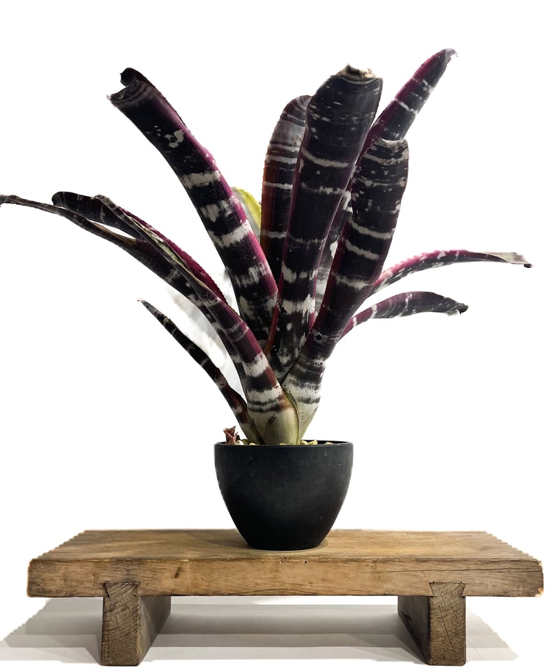 ブロメリア・エアープランツ Aechmea Otto Aechmea Otto 【artPLANTs】エクメア/タンクブロメリア