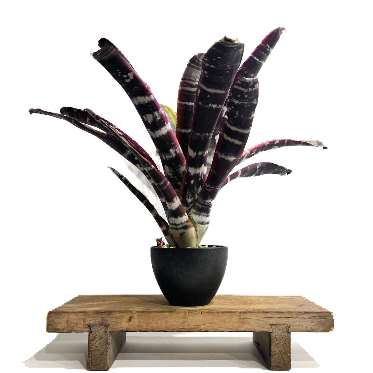 ブロメリア・エアープランツ Aechmea Otto Aechmea Otto 【artPLANTs】エクメア/タンクブロメリア