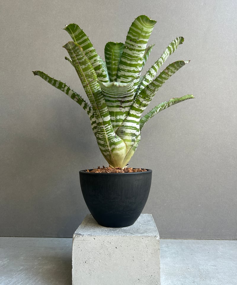 エクメア チャンティニー ビスタ 「Aechmea chantinii Vista 」23J