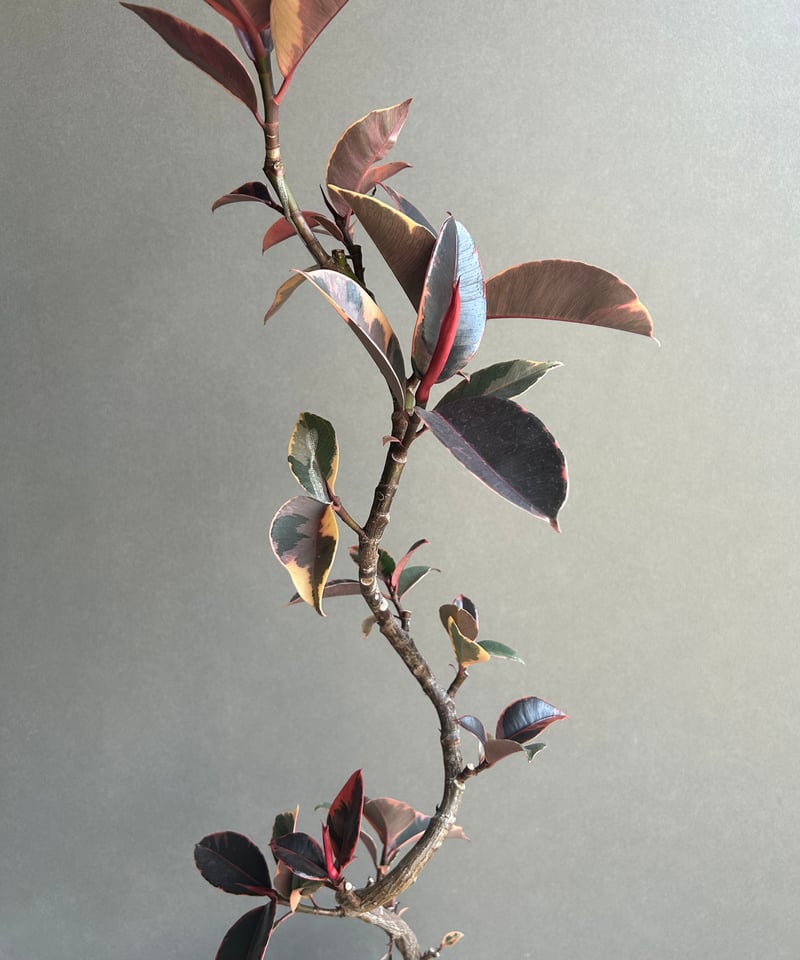 フィカス ルビー “カービング” 「Ficus elastica Ruby」77N | SHO