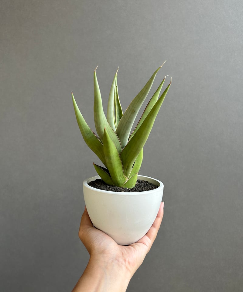 サンセベリア バイ-ビッド 「Sansevieria Bi-Bid (by Unyamanee