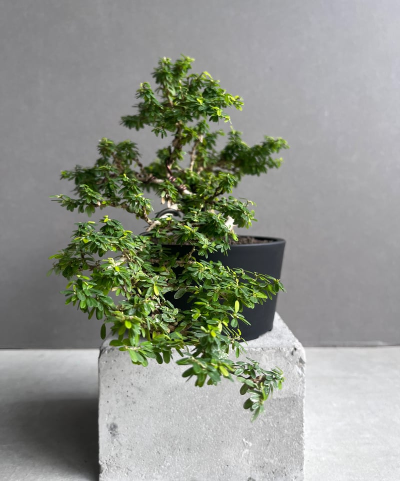 うち” 盆栽 「“UCHI” BONSAI 」65A | SHOUCHIKUEN