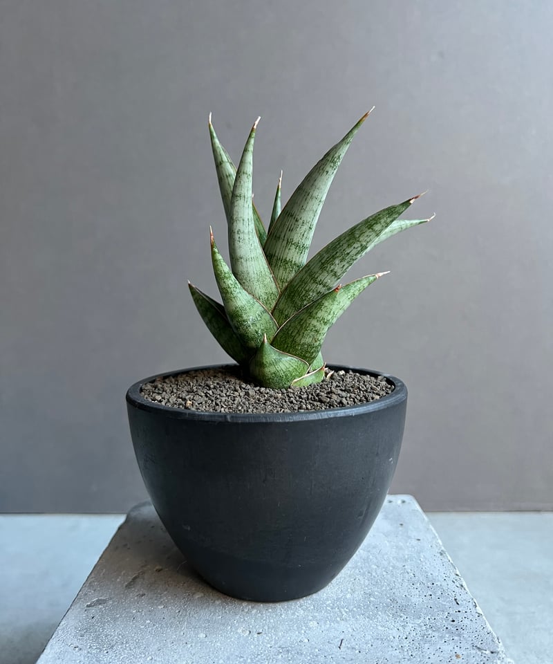 サンセベリア ロックマン 「Sansevieria Rock Man」86W | SHOUCH