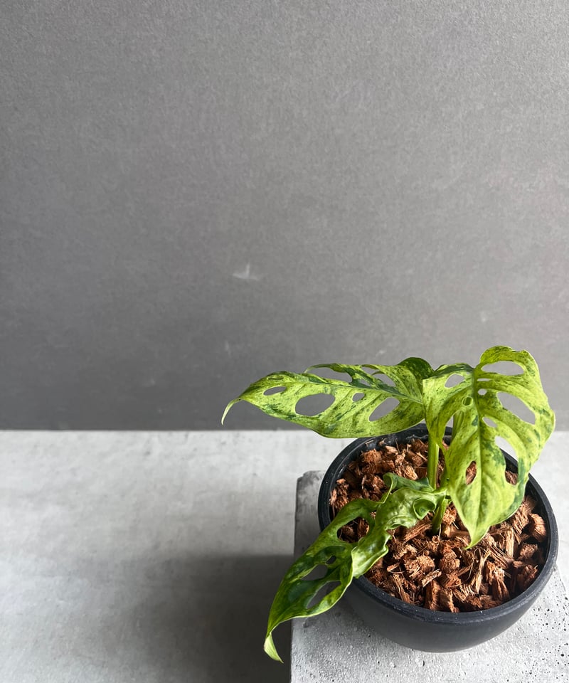 モンステラ ラニアタ ミント 斑入 「Monstera laniata mint モンステラ ラニアタ ミント 斑入 「Monstera laniata mint