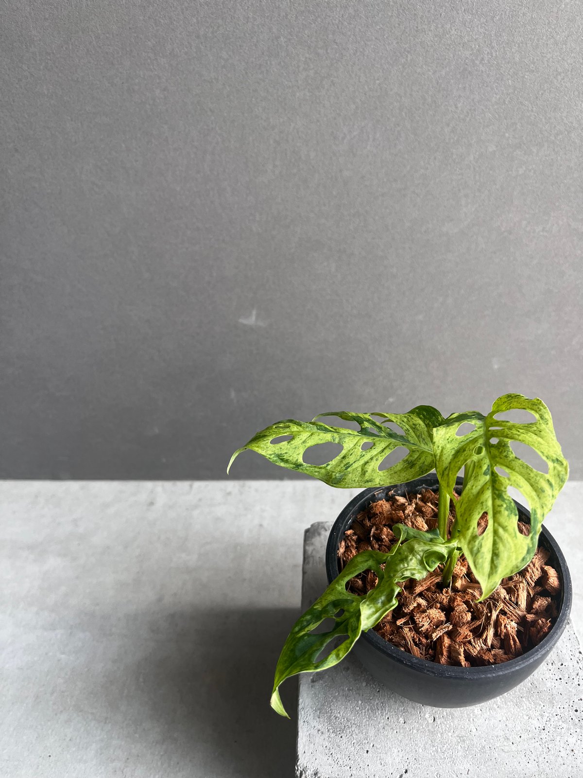 モンステラ ラニアタ ミント 斑入 「Monstera laniata mint モンステラ ラニアタ ミント 斑入 「Monstera laniata mint