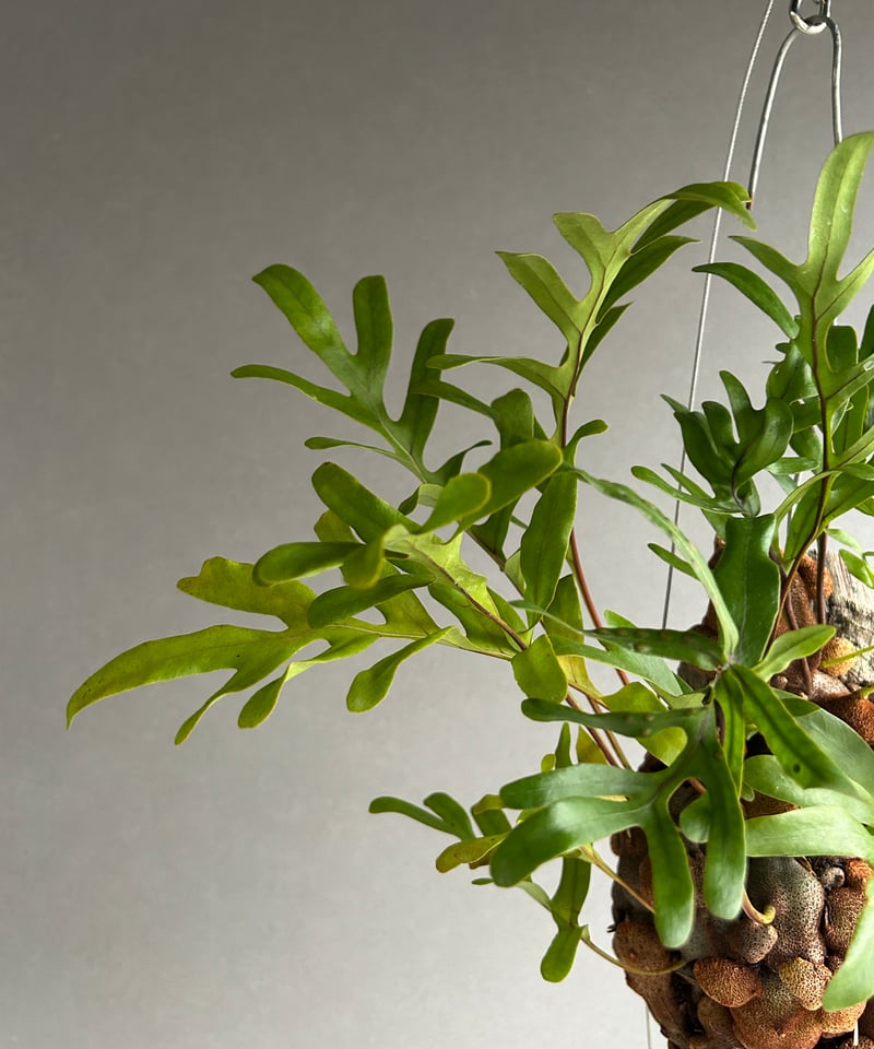 レカノプテリス クルスタセア「Lecanopteris crustacea」61J | SHO