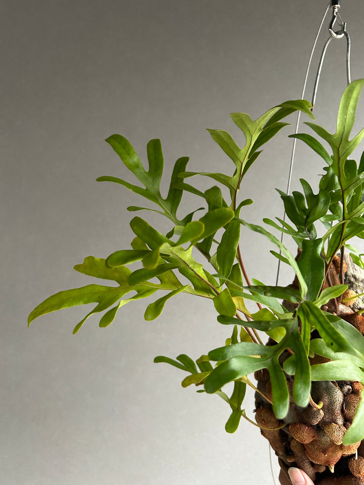 レカノプテリス クルスタセア「Lecanopteris crustacea」61J | SHO