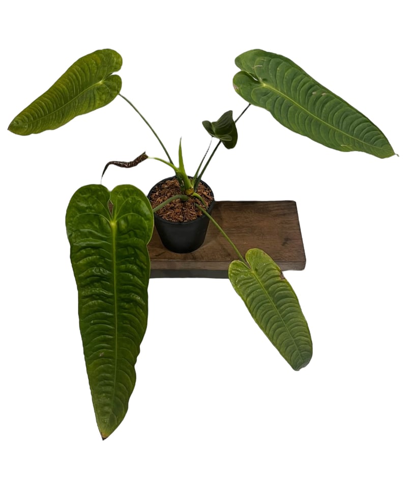 アンスリウム ベイチー 「Anthurium veitchii 」82V | SHOUCHIKUEN アンスリウム ベイチー 「Anthurium veitchii 」82V | SHOUCHIKUEN